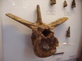 Megalosaurus vertebra.JPG