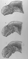 Camarasheadl.jpg