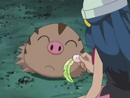 EP573 Swinub olfateando la pluma lunar