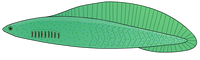 Haikouichthys4