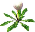 Seedingdandelion.jpg
