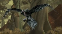 Image of Grishna Raven