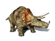 Triceratops