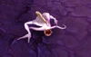 Parasitic Fleshling