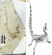 Sinosauropteryx fossil integument