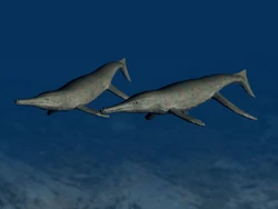 Metriorhynchus BW2.jpg