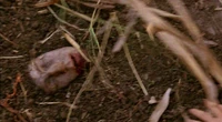 Karl Shallow Grave