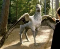 Hippogriffe.jpg