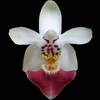 Phalaenopsis parishii thumb.jpg