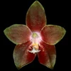 Phalaenopsis venosa thumb.jpg