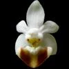 Phalaenopsis lobbii thumb.jpg