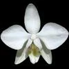 Phalaenopsis aphrodite thumb.jpg