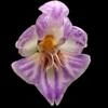 Phalaenopsis appendiculata thumb.jpg