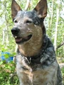 Dog.jpg