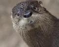 Otter.jpg