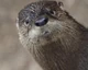 Otter