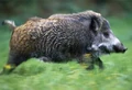 Boar.jpg