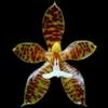 Phalaenopsis borneensis thumb.jpg