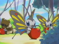 EP284 Beautifly comiendo una manzana