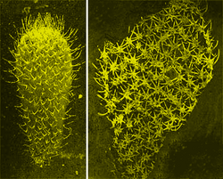 Chancelloriid scleritomes 01