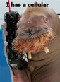Icanhazwalruscellphone.PNG