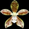 Phalaenopsis viridis thumb.jpg