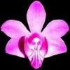Phalaenopsis regnieriana thumb.jpg
