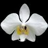 Phalaenopsis philippinensis thumb.jpg