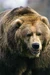 Grizzly-bear-0002
