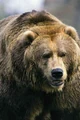 Grizzly-bear-0002.jpg