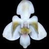 Phalaenopsis celebensis thumb.jpg