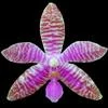 Phalaenopsis lueddemanniana thumb.jpg