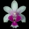 Phalaenopsis deliciosa thumb.jpg