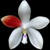 Phalaenopsis tetraspis thumb.jpg