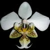 Phalaenopsis stuartiana thumb.jpg