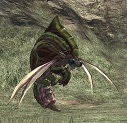 ShellFly