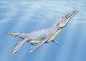 Plesiopleurodon2DB