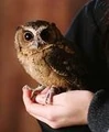 Cho's owl.jpg