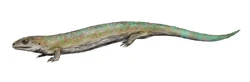 Westlothiana BW.jpg