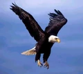 BirdEagle.jpg