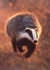 Realbadger
