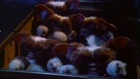 Mogwai group