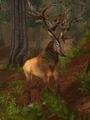 Antlered Courser.jpg