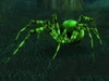 Green Recluse