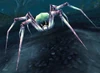 Spindleweb Spider
