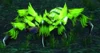 Wildthorn Venomspitter