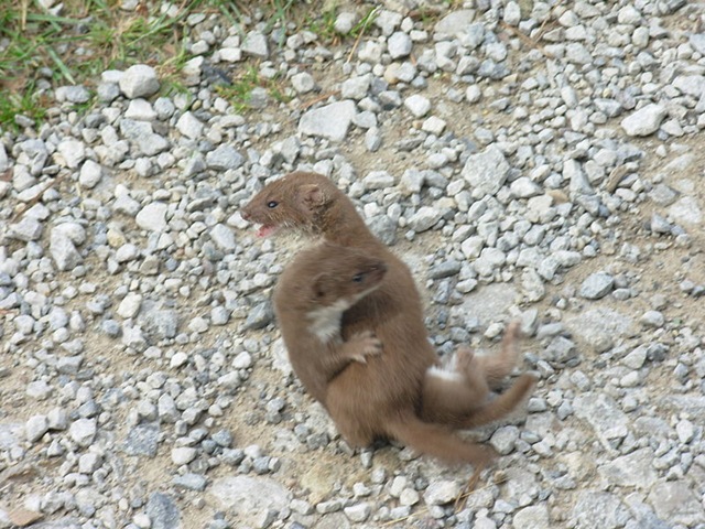 Mountain Weasel