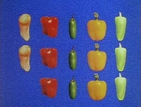 DancingPeppers