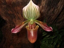 Paph. urbanianum