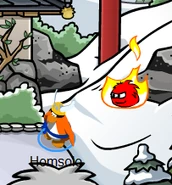 Black Puffle sighting 1